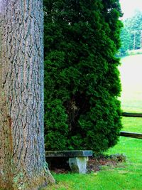 Trees growing in a park