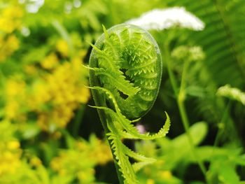 Close-up of fern leaf