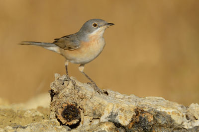 Close-up of bird perching on rock