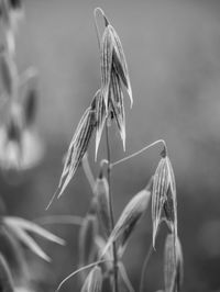 Close-up of wilted plant on field