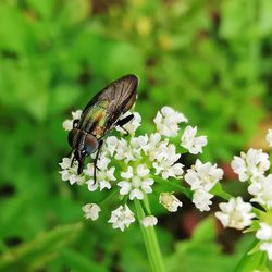 Close-up of a fly pollinating on flower