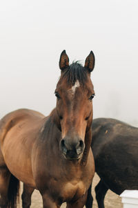 Close-up portrait of a horse