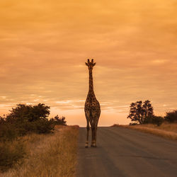 View of giraffe on field against sky at sunset