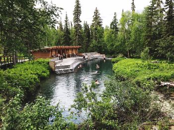 Scenic view of lake in forest