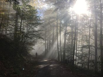 Tall trees in sunlight