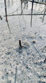 High angle view of animal on snow covered land