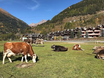 Cows grazing on field against sky