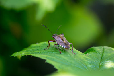 Close-up of insect on plant