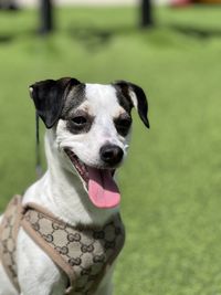 Close-up portrait of dog