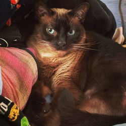 Close-up portrait of cat relaxing at home