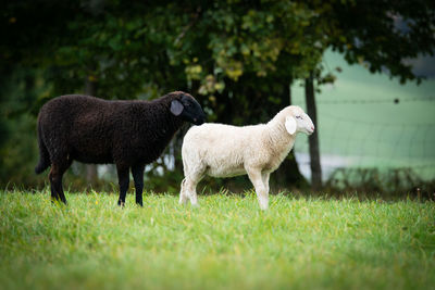 Sheep standing in a field