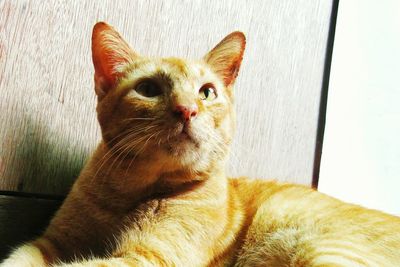 Close-up of ginger cat sitting