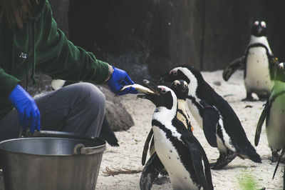 Midsection of man feeding penguin