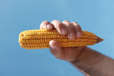 Cropped hand of man holding sweetcorn against blue sky