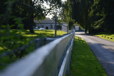 Trees along road
