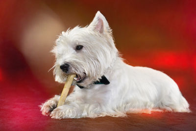 Close-up of white dog carrying bone in mouth