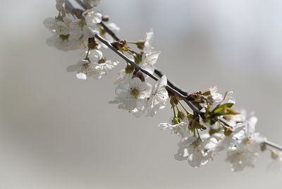 Close-up of orchids