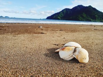 Close-up of shells on beach