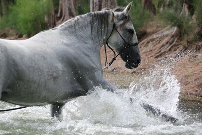 Grey paso fino horse splashing in water 