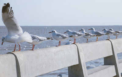 Seagulls perching on a sea