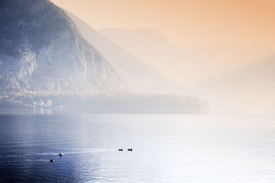 View of birds swimming in lake