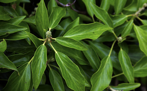 Close-up of insect on plant