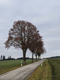 Tree by road on field against sky