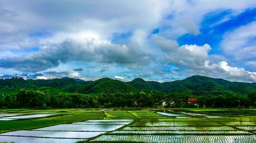 Scenic view of agricultural field against sky