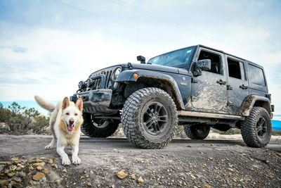 Dog in a car