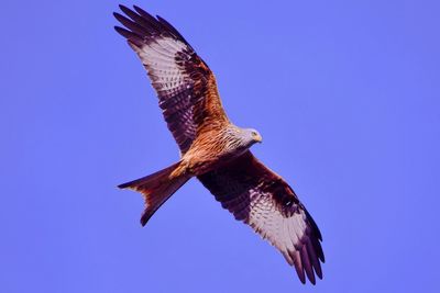 Low angle view of eagle flying against clear blue sky