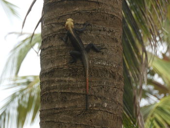 View of an animal on tree trunk