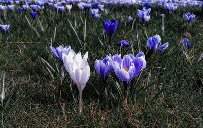 Close-up of purple crocus flowers blooming on field