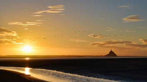 Birds flying. sunset under the mont saint michel bay