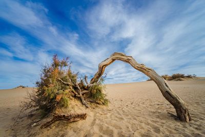 Driftwood at desert against cloudy sky