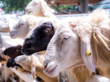 Close-up of sheep