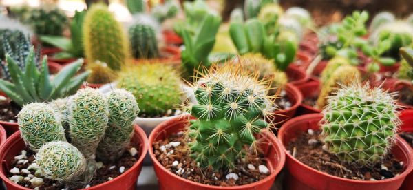 High angle view of potted plants on field