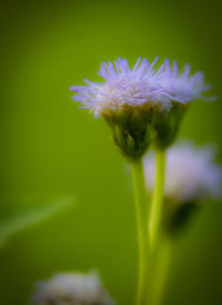 Close-up of purple flowering plant