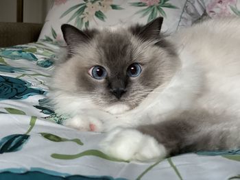 Close-up portrait of cat relaxing on bed at home