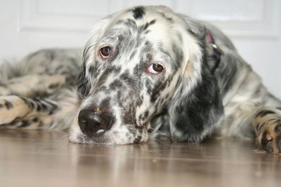 Close-up portrait of dog