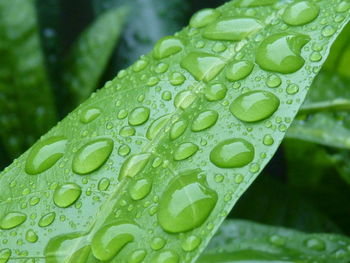 Close-up of raindrops on green leaves