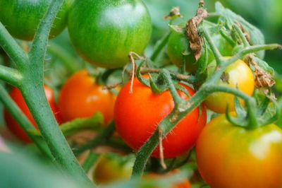 Close-up of tomatoes growing on plant