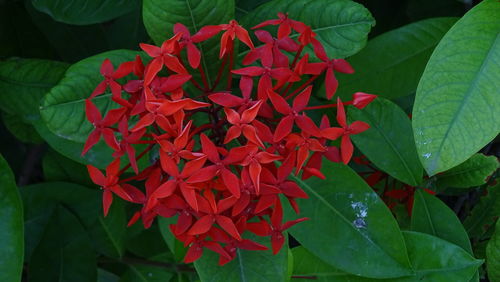 Close-up of red flowers blooming outdoors