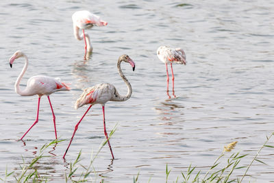 Great flamingos in the pond at al wathba wetland reserve in abu dhabi, uae