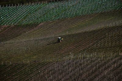 High angle view of crops on field