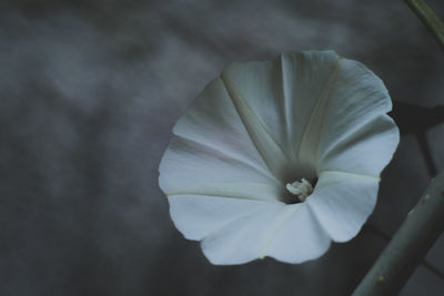 Close-up of white flowering plant
