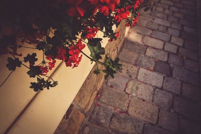 Close-up of red rose in vase
