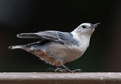 Close-up of bird perching on railing