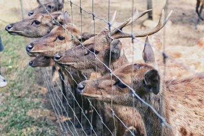 Deer in a field