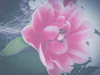 Close-up of pink flowers