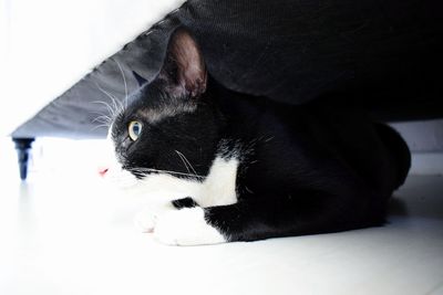 Close-up of a cat looking away